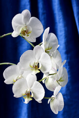 white orchids on a background of linen curtains