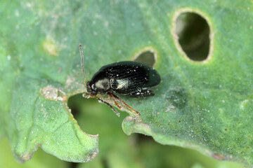 Cabbage Stem Flea Beetle (Psylliodes chrysocephala) on Oilseed Rape (Brassica napus)