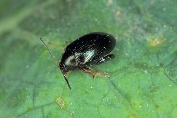 Cabbage Stem Flea Beetle (Psylliodes chrysocephala) on Oilseed Rape (Brassica napus)