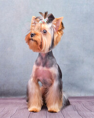 A Yorkshire Terrier puppy on a grey background. A beautiful bow is tied on the puppy's head. Breed haircut of the Yorkshire Terrier