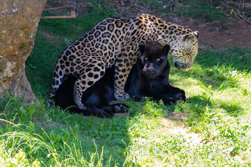 Jaguares