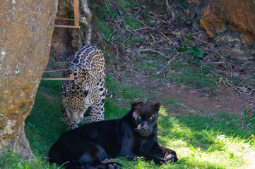 Jaguares