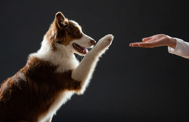 Australian Shepherd dog photographed on black background