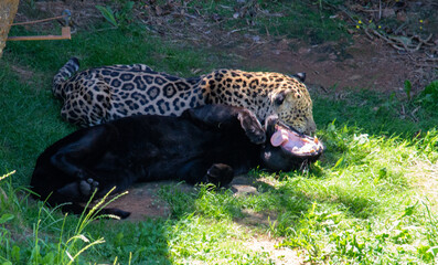 Jaguares © AndrewAM