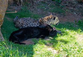 Jaguares
