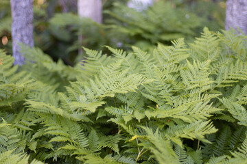 green fern leaves