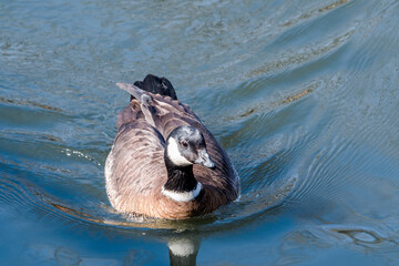Aleutian Cackling Goose (Branta hutchinsii leucopareia) on lake