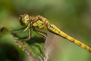 Beautiful Orthetrum cancellatum or Black-tailed skimmer dragonfly perched on a green curled leaf. Blurred green background
