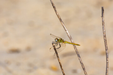 Green dragonfly perched on a dry branch in summer