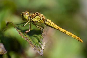 Beautiful Orthetrum cancellatum or Black-tailed skimmer dragonfly perched on a green curled leaf. Blurred green background