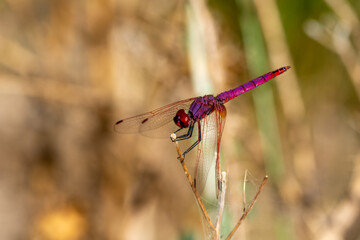Close-up view of a red dragonfly perched on a reed