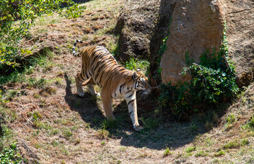 Fototapeta na wymiar Tigres de bengala