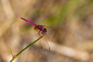 Close-up view of a red dragonfly perched on a reed