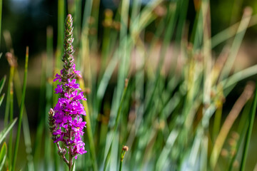 Purple flowers of loosestrife (Lythrum salicaria) among the reeds of a lagoon
