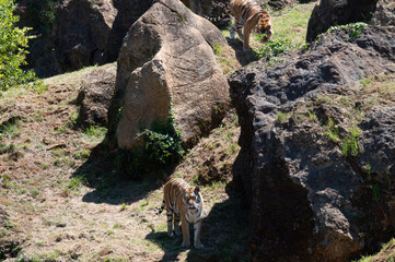 Tigres de bengala