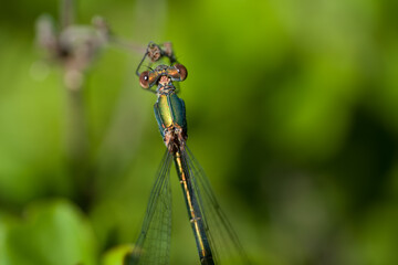 Beautiful nature scene macro picture of a dragonfly or Chalcolestes viridis perched on a branch and seen from above. Dragonfly in natural habitat