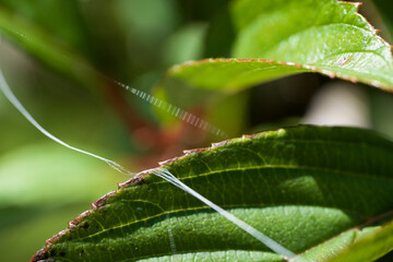 Bundle of spider silk threads runs over the edge of a fresh green leaf