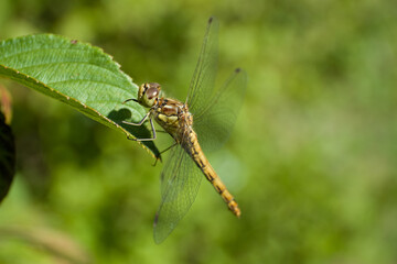 Beautiful Orthetrum cancellatum or Black-tailed skimmer dragonfly perched on a green curled leaf. Blurred green background