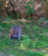 Naklejka premium Walabee