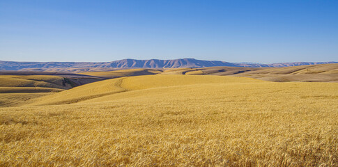 Endless wheat fields and blue sky