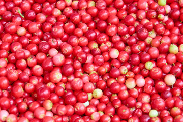 Cranberry or Cowberry background or texture. Top view. Fresh organic Lingonberry.