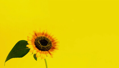 Bright Sunflower on yellow background. Creative Summer Composition. Close-up