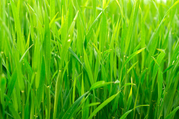 Fototapeta na wymiar Fresh green wheatgrass growing in outdoors field. Wheat plant leaves used as a food, drink, or dietary supplement
