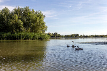 Fototapeta na wymiar Lake Tisza at Poroszlo