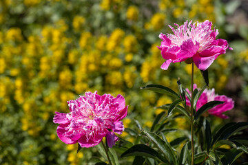 Purple peonies on a blurred yellow background.