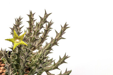 Fototapeta premium Close up green flower of Huernia succulent plants isolate on white background.