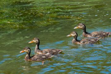 Mallard (Anas platyrhynchos) duckling in park, Central Russia