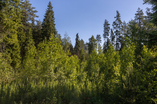 A view of the forest with mixed species of trees. © Vitaly