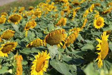 Yellow sunflower in a field on a green background