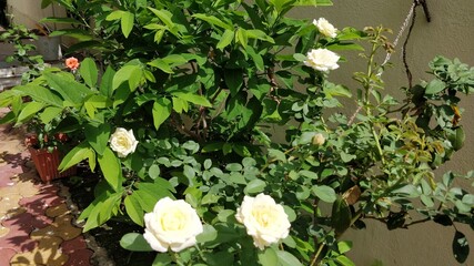 White roses in the garden in Indian monsoon