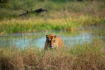 Tiger in the Wild Habitat. Image was taken at forest of Tadoba Andhari Tiger Reserve in India. The male tiger named Chota Matka is in mid of a natural jaccuzi.