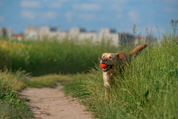 Fototapeta premium Fawn labrador playing with a ball on a summer field.