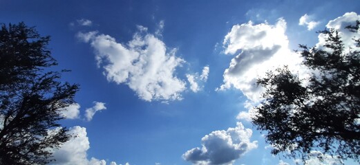 White clouds visible through tree