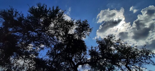 Tree Dark Shade on a cloudy sky
