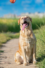 Fawn labrador playing with a ball on a summer field.