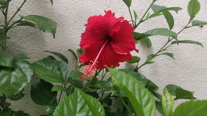 Red hibiscus flower on the plant in the garden