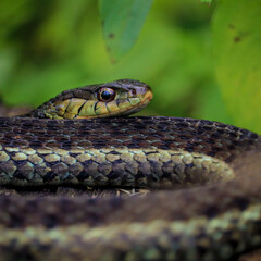 Napping snake undisturbed on log