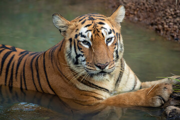 Tiger in the wild. The legendary tigress in India named Maya of Tadoba Andhari Tiger Reserve relaxing in a water source. The Image was captured from the forest of Tadoba Andhari Tiger Reserve in India