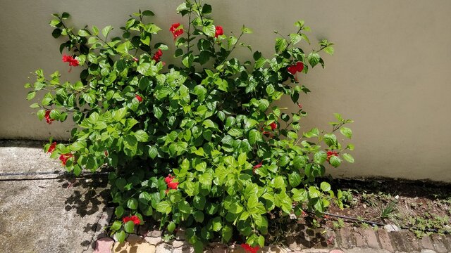 Red Hibiscus blooms  in the month of August