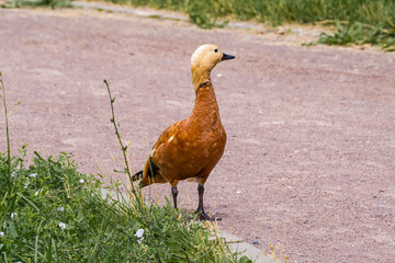 Ruddy Sheldrake (Tadorna ferruginea) in park, Moscow, Russia
