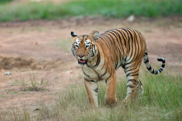 Fototapeta na wymiar Tiger in the Wild. The legendary tigress in india named Maya from Tadoba Andhari Tiger Reserve patrolling her territory in the forest.