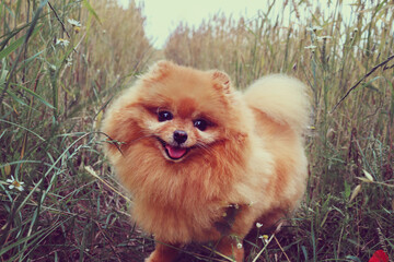 A cute little fluffy red dog looks at the camera and smiles. Pomeranian on the street against the background of green grass on a Sunny summer day.