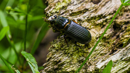Beetle crawls along a fallen tree