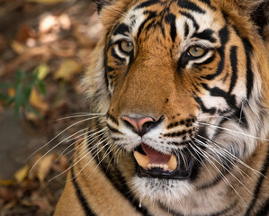 Tiger Portrait. Image was captured from the forest of Ranthambore Tiger Reserve in India.