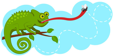 Obraz premium Chameleon sits on a branch and catches a fly