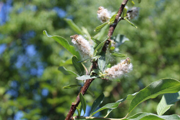Tealeaf willow catkins at Denali State Park in Alaska